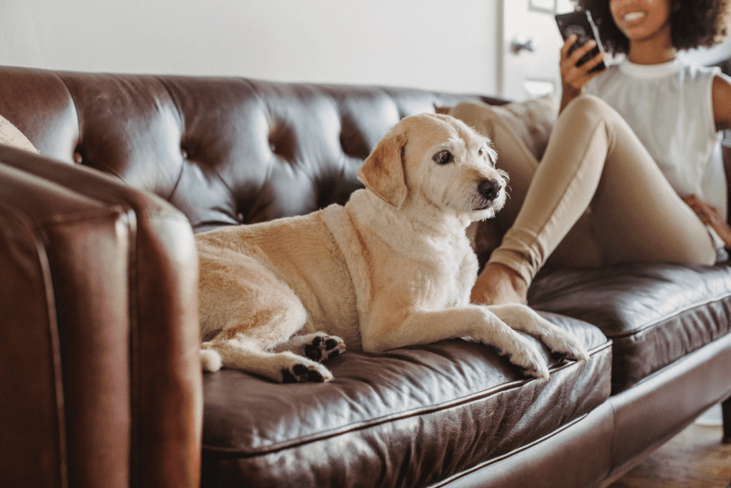 Pet Friendly Upholstery Fabric For Your, Pet Friendly Leather Sofa